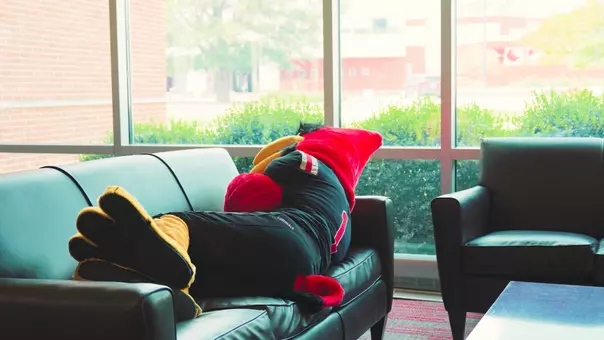 Charlie Cardinal sleeping on a couch