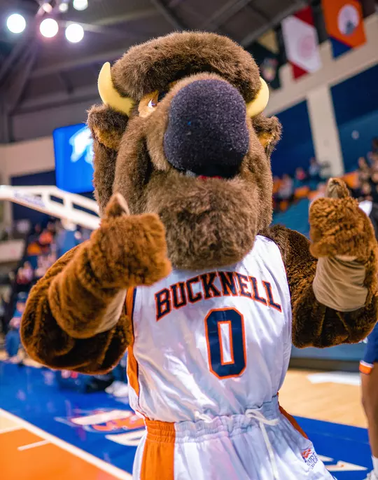 Bucky Bison