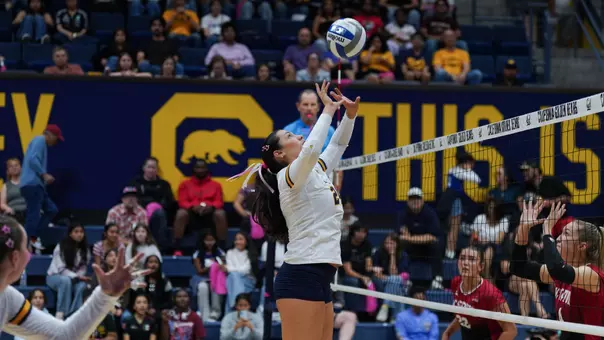 Cal Volleyball
