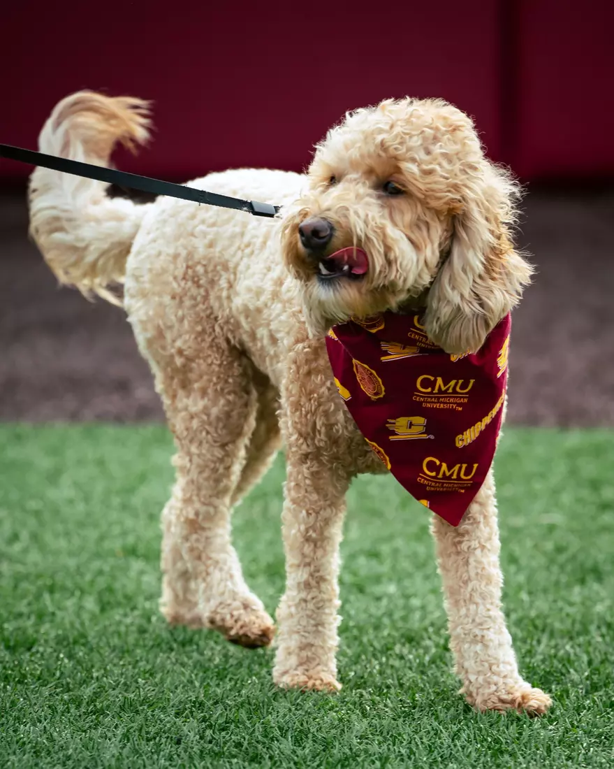 CMU Softball vs. Michigan (April 14th, 2026)