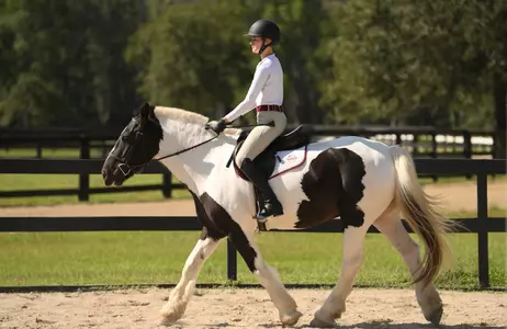 horse