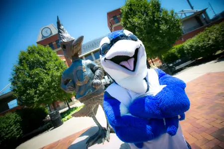 Billy Bluejay Banner Shoot