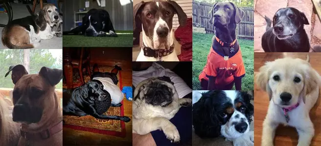 #BuffsPups On #NationalDogDay