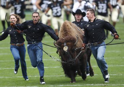 In this Saturday, Sept. 16, 2017, photo, handlers guide the University of Colorado mascot Ralphie around the gridiron before facing Northern Colorado in an NCAA college football game in Boulder, Colo. The team follows the bison onto the field as part of one of college football's most iconic traditions. (AP Photo/David Zalubowski)