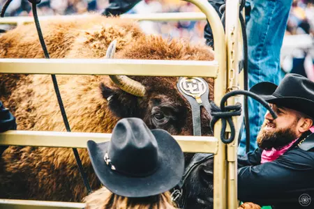 ralphie arizona state 2018