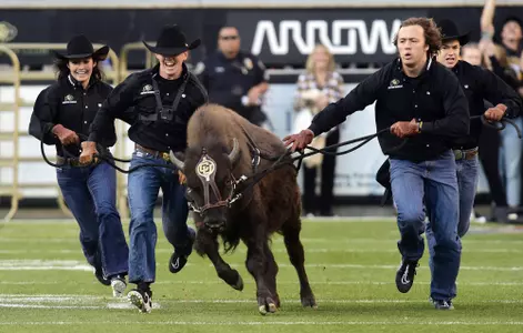 BOULDER, CO - November 6, 2021: University of Colorado Boulder's Ralphie the buffalo runs before the Oregon State Beavers game on November 6, 2021. (Cliff Grassmick/Staff Photographer)