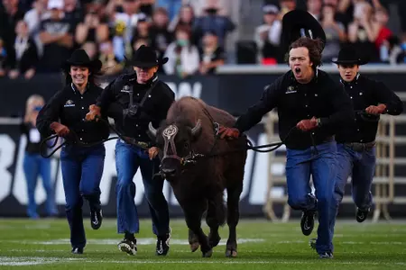 Nov 6, 2021; Boulder, Colorado, USA; Colorado Buffaloes mascot Ralphie the buffalo before the game against the Oregon State Beavers at Folsom Field. Mandatory Credit: Ron Chenoy-USA TODAY Sports