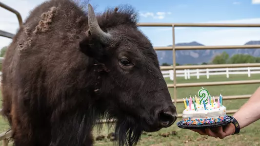 Ralphie VI 2nd Birthday