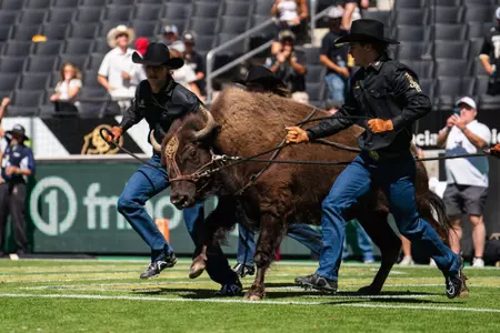 Ralphie running vs Nebraska