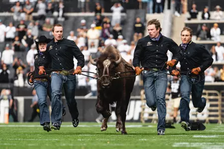 Ralphie running vs Cal 2022