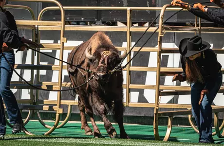 Ralphie run vs UCLA 2022
