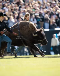 Ralphie runs vs Utah 2024
