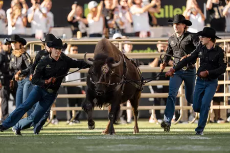 Ralphie running vs. NDSU 2024