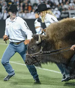 Ralphie Running vs Baylor 2024