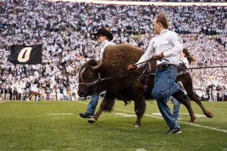 Ralphie Running vs Baylor 2024