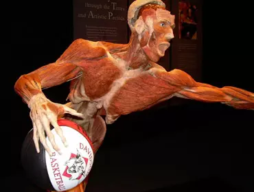 Davidson Basketball Now a Part of BODY WORLDS Exhibition Image