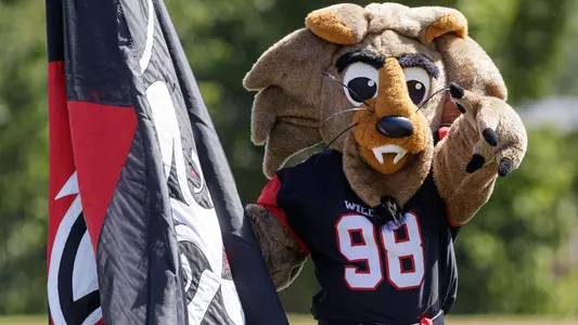 A photo of Mr. Cat in 2017