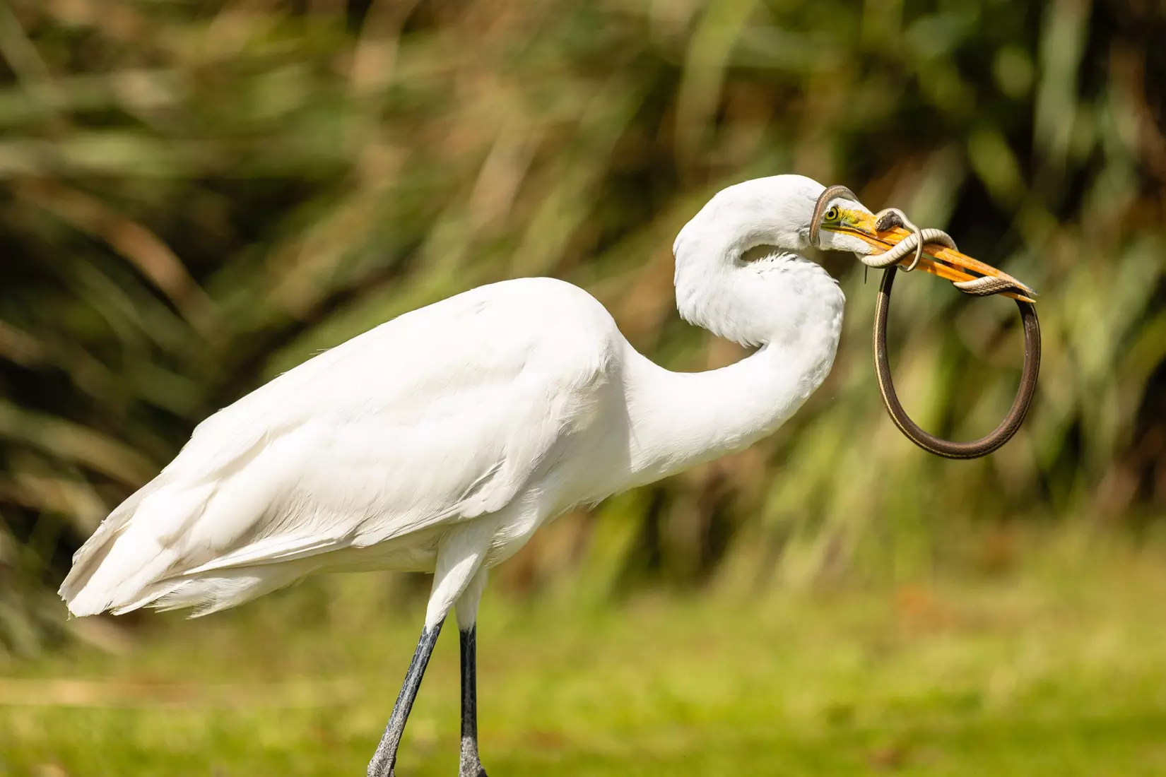 BOCA RATON, FL - FEBRUARY 03: FAU Women’s Golf hosts the Paradise Invitational sponsored by CIEE Golf is Global at Osprey Point Golf Course for the eighth consecutive year on February 03, 2026. (Photo by Mauricio Paiz)