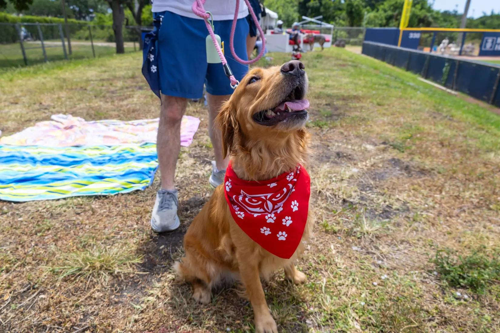 Sunday (4/26/26) Florida Atlantic baseball Bark in the Park game.