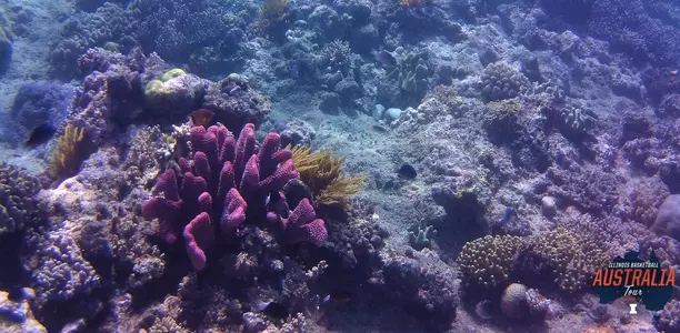Great Barrier Reef Snorkel Tour