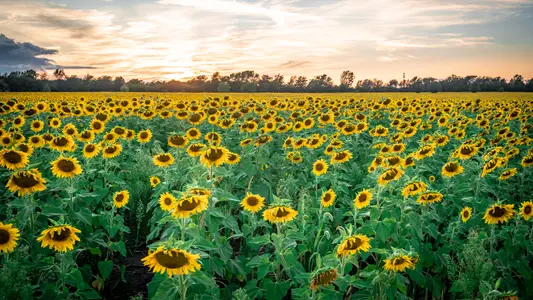 Sunflower Fields - Atkins Golf Club at the University of Illinois