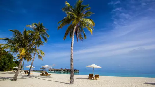 Beach scene Fyre Night UF