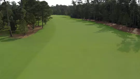 Augusta National Hole No. 14 - Chinese Fir