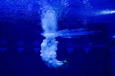 Swim & Dive Release Photo