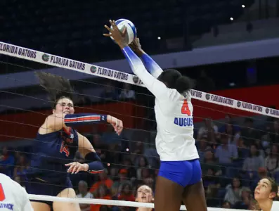 during the Gators' match against the Tigers on Friday, November 8, 2024 at Exactech Arena at the Stephen C. O'Connell Center in Gainesville, Fla. / UAA Communications photo by Morgan Hurd