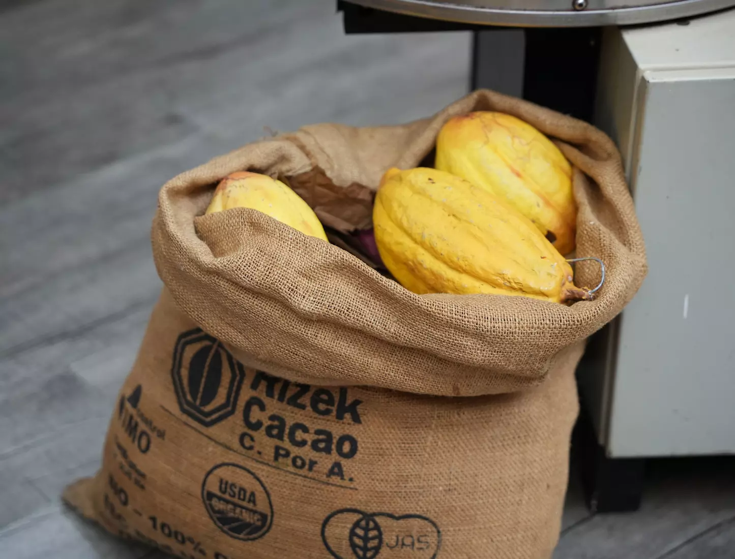 Gators Experience 2025 trip to Dominican Republic