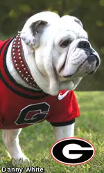 Uga VIII Big Bad Bruce