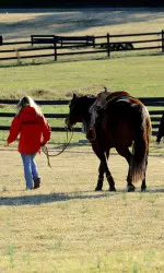 UGA Equestrian