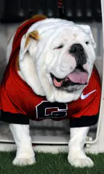 UGA IX