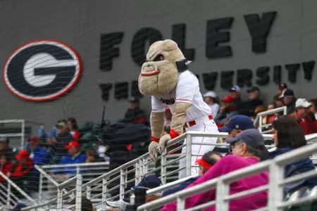 Hairy Dawg looks out onto the field during Georgia baseball's season opener against the University of Dayton in Athens, Ga., on Friday, Feb. 15, 2019. (Photo by Kristin M. Bradshaw)