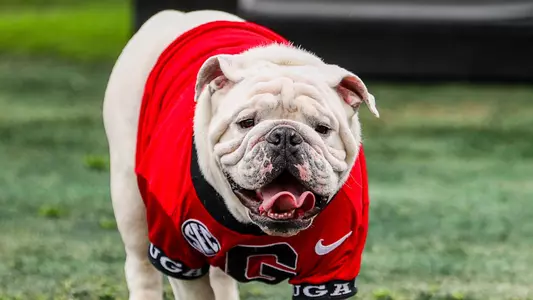 Uga XI, nicknamed Boom, stepped onto Dooley Field at Sanford Stadium in Athens, Ga., on Friday, April 7, 2023. Uga XI will be collared at Georgia’s annual G-Day the following week on Saturday, April 15, 2023. (Tony Walsh/UGAAA)