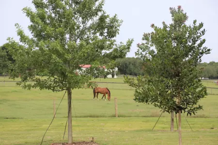 Horse in Field at UGA Equestrian Complex