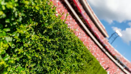 Sanford Stadium Hedges