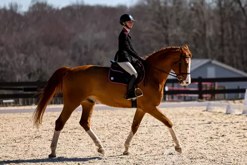 Georgia rider Tessa Downey during Georgia’s meet against Texas A&M at the UGA Equestrian Complex in Bishop, Ga., on Saturday, Feb. 7, 2026. (Sofia Yaker/UGAAA)