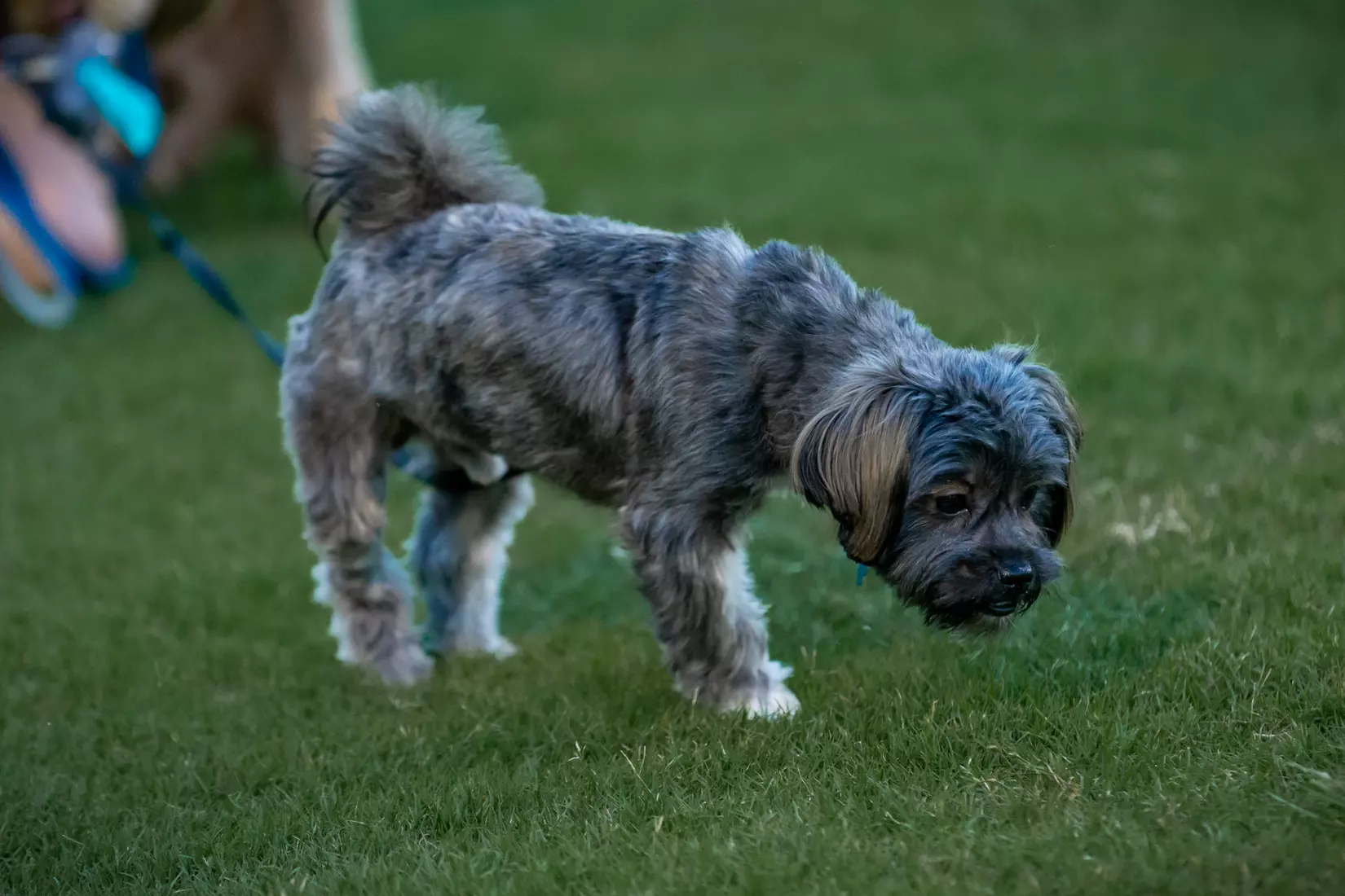 STATESBORO, GEORGIA - AUGUST 26: Georgia Southern Eagles Men’s Soccer faces Presbyterian College Blue Hose on Eagle Field at the Erk Russell Athletic Park on August 26, 2021 in Statesboro, Georgia.