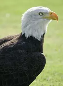 Georgia Southern Eagle