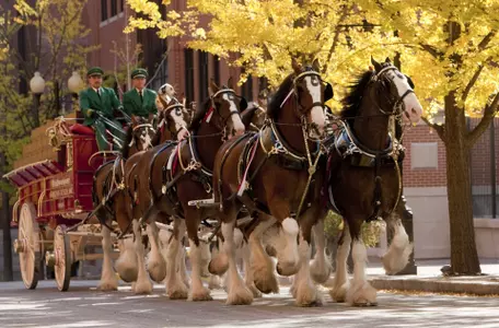 Clydesdales