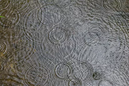Ripples on a rain puddle