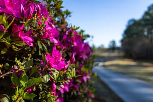 Scenic during Day Two of the 2025 Schenkel Invitational at Forest Heights Country Club on March 22, 2025 in Statesboro, Georgia. (Photograph by AJ Henderson / Georgia Southern Athletics)