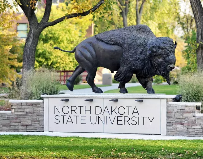 Why The Bison?