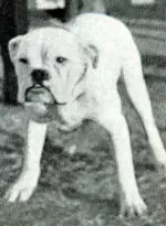 Approximately 45 potential mascots have been entered in the contest to date. Today, Fresno State announced its panel of celebrity judges for the contest, which is scheduled for Saturday, Aug. 5.