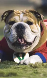 Bulldog fans can watch the media conference live on BSNet at 7:30 p.m.
