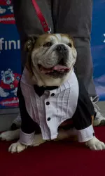 Victor E. Bulldog, Fresno State's mascot, showed his Bulldog pride as a special presenter at the Night of Champions.