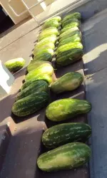 Join the Fresno State Cross Country team for the 2011 Watermelon Run.