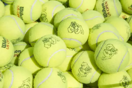 bulldog-tennis-balls