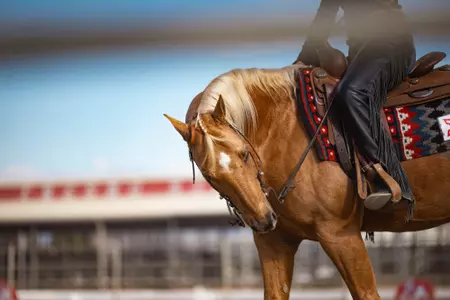 Equestrian team horse